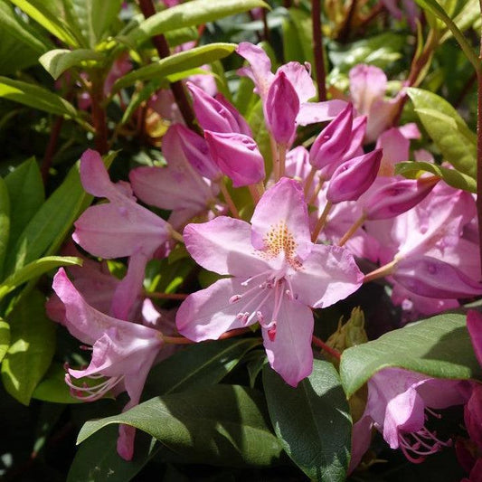 Independence Rosebay Rhododendron