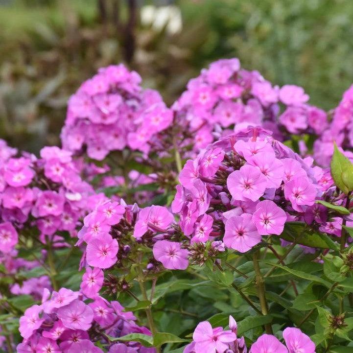 Phlox paniculata 'Luminary Evening Glow'  - Luminary® Evening Glow Phlox