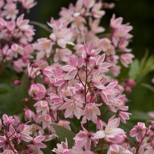 Yuki Cherry Blossom® Deutzia