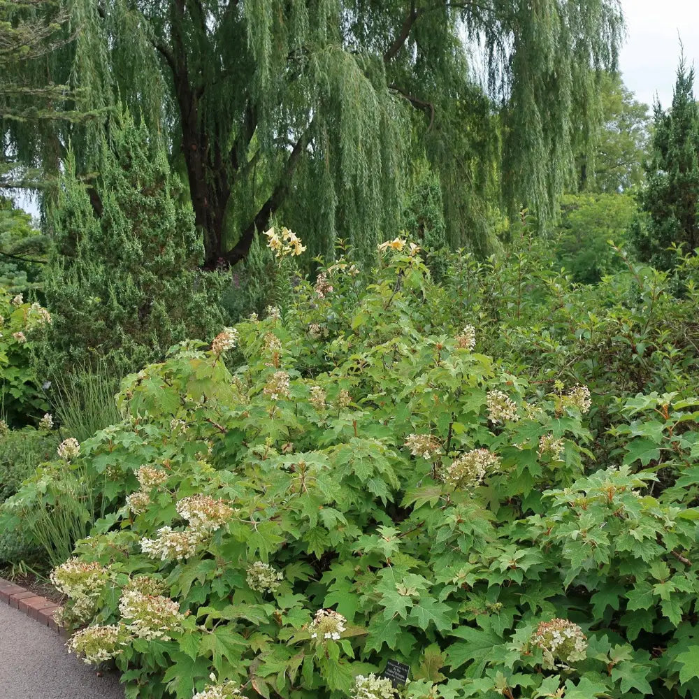 Alice Oakleaf Hydrangea 3 GALLON Shrub