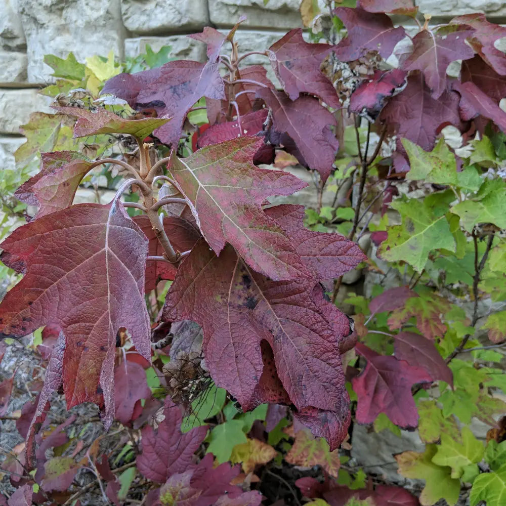 Alice Oakleaf Hydrangea 3 GALLON Shrub