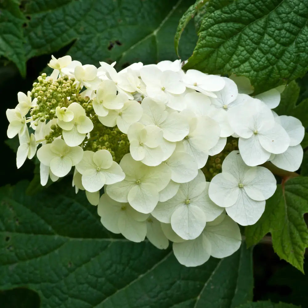 Alice Oakleaf Hydrangea 3 GALLON Shrub