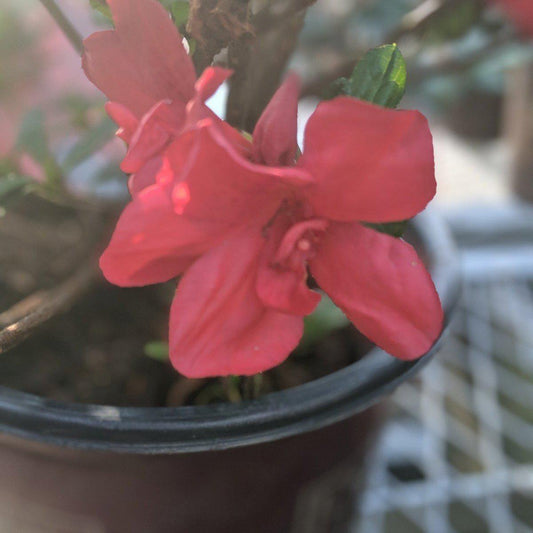 Rhododendron ‘Robleza’  - Encore® Autumn Bonfire™ Azalea