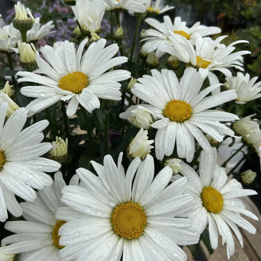 Amazing Daisies® Daisy May® Shasta Daisy 1 GALLON Perennial