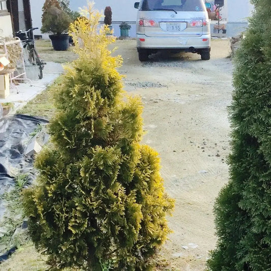 Amber Gold Arborvitae 3 GALLON Conifer