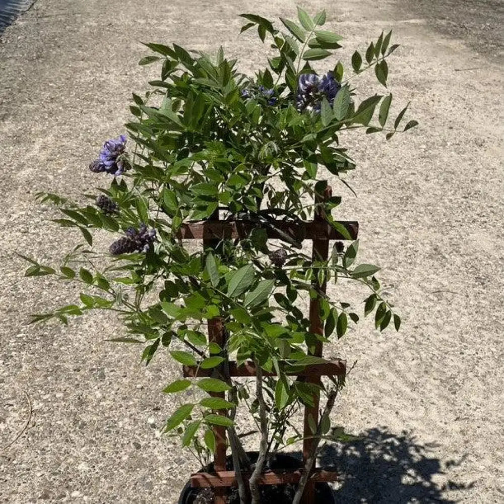 Amethyst Falls Wisteria Shrub