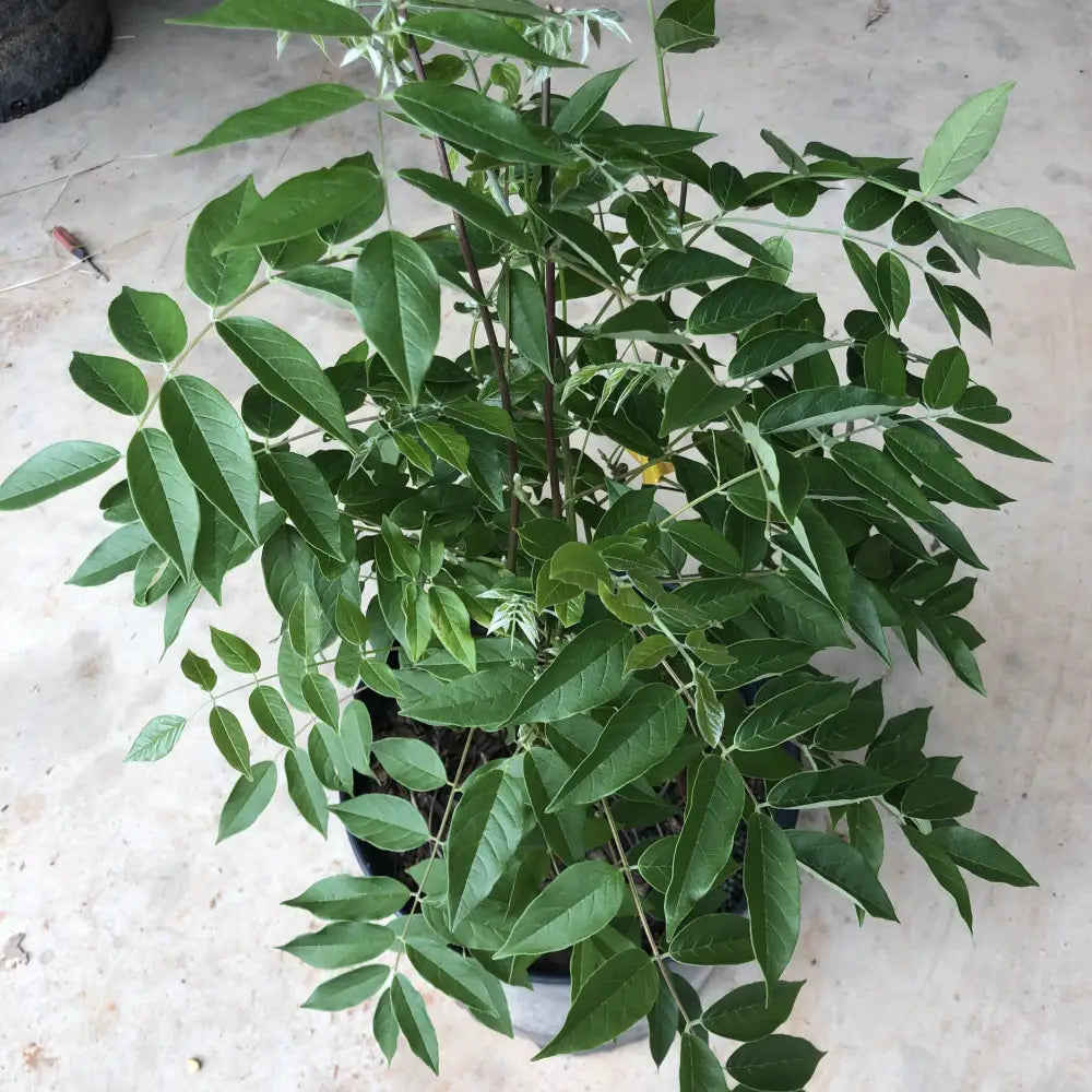 Amethyst Falls Wisteria Shrub