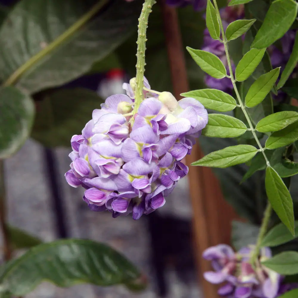 Amethyst Falls Wisteria Shrub