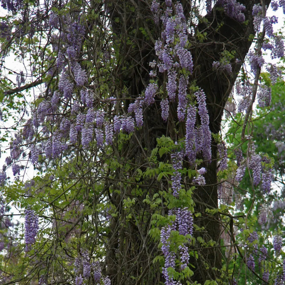 Amethyst Falls Wisteria Shrub