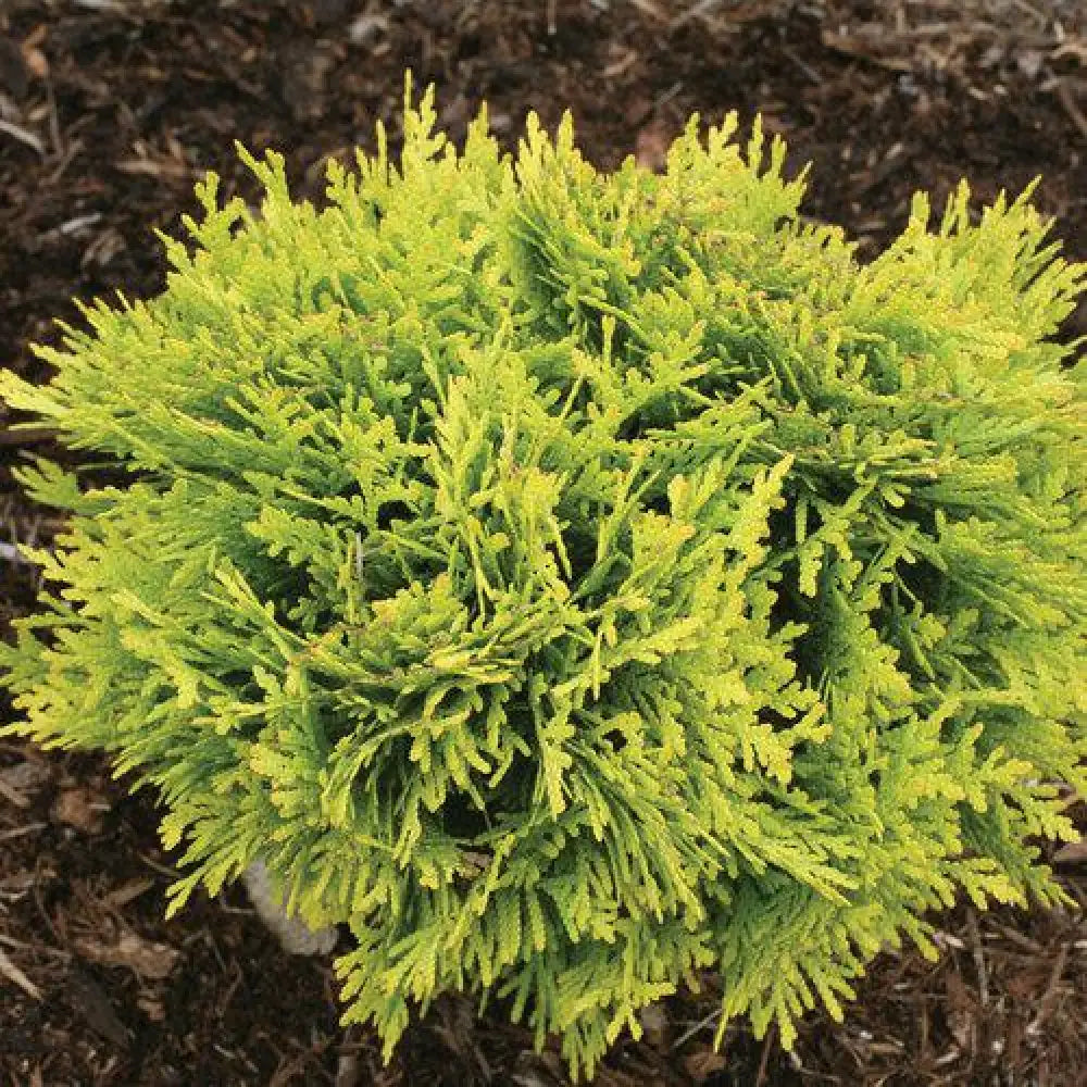 Anna’s Magic Ball® Arborvitae 2 GALLON Conifer