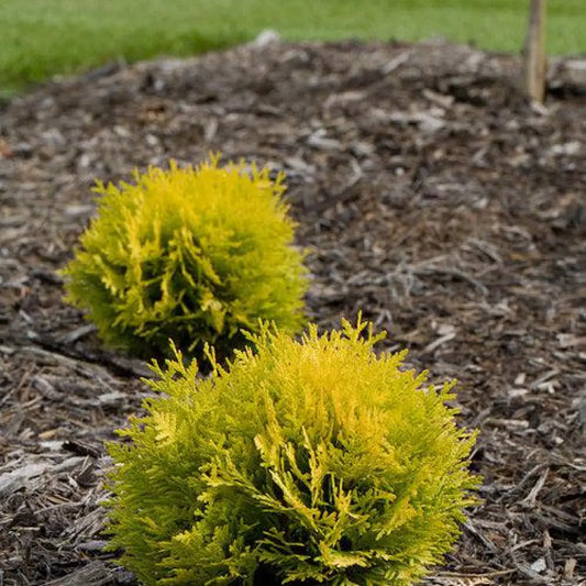 Anna’s Magic Ball® Arborvitae 2 GALLON Conifer
