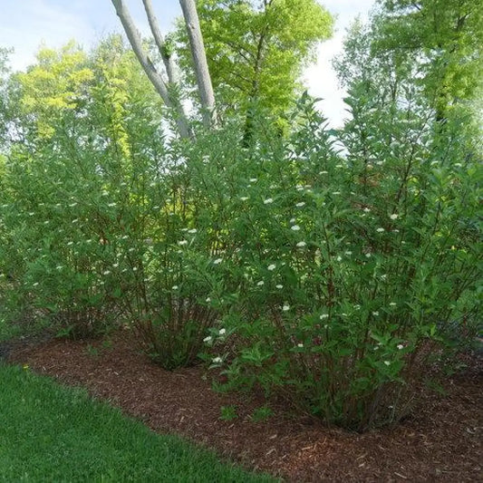 Arctic Fire® Red Twig Dogwood 3 GALLON Shrub