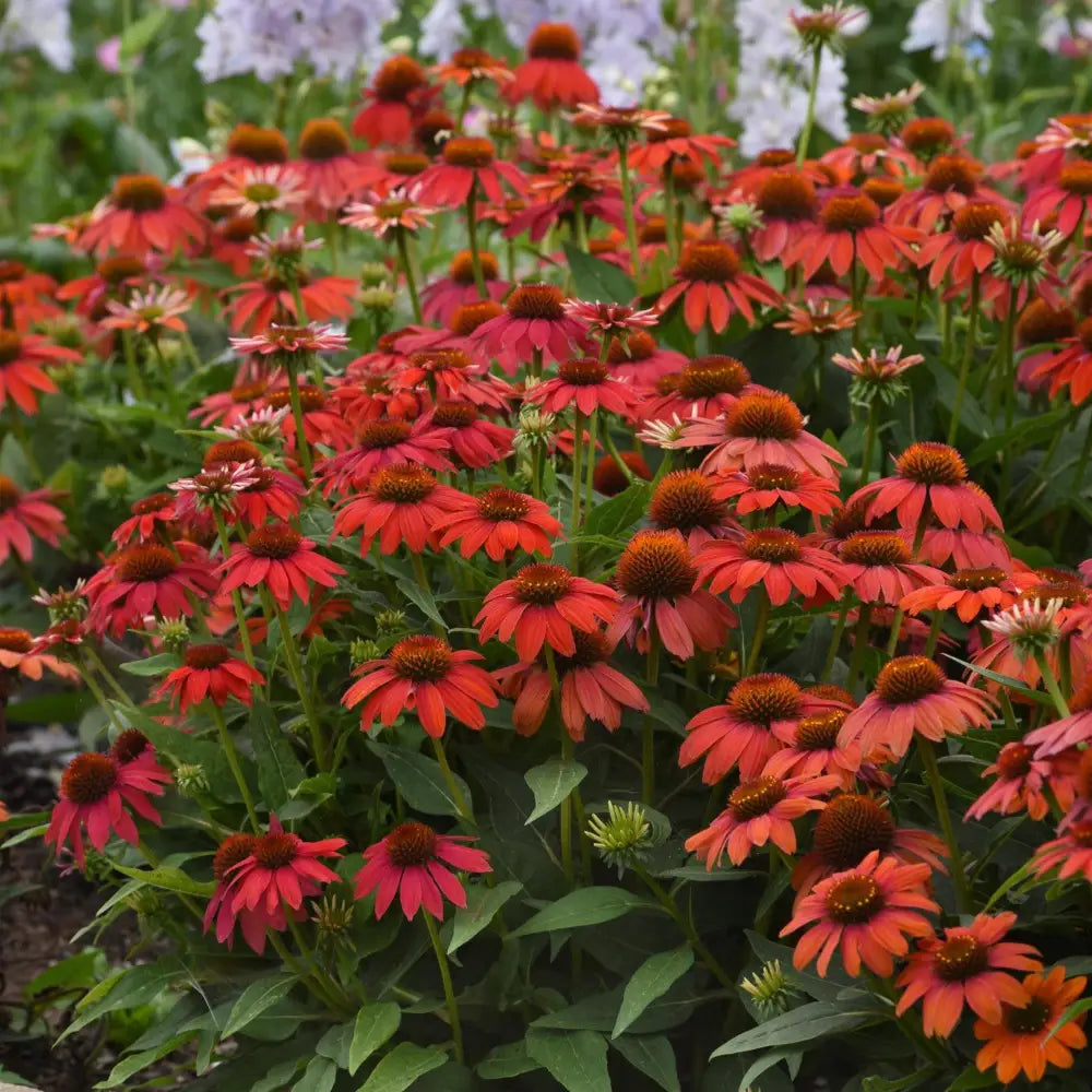 Artisan™ Red Ombre Coneflower Perennial