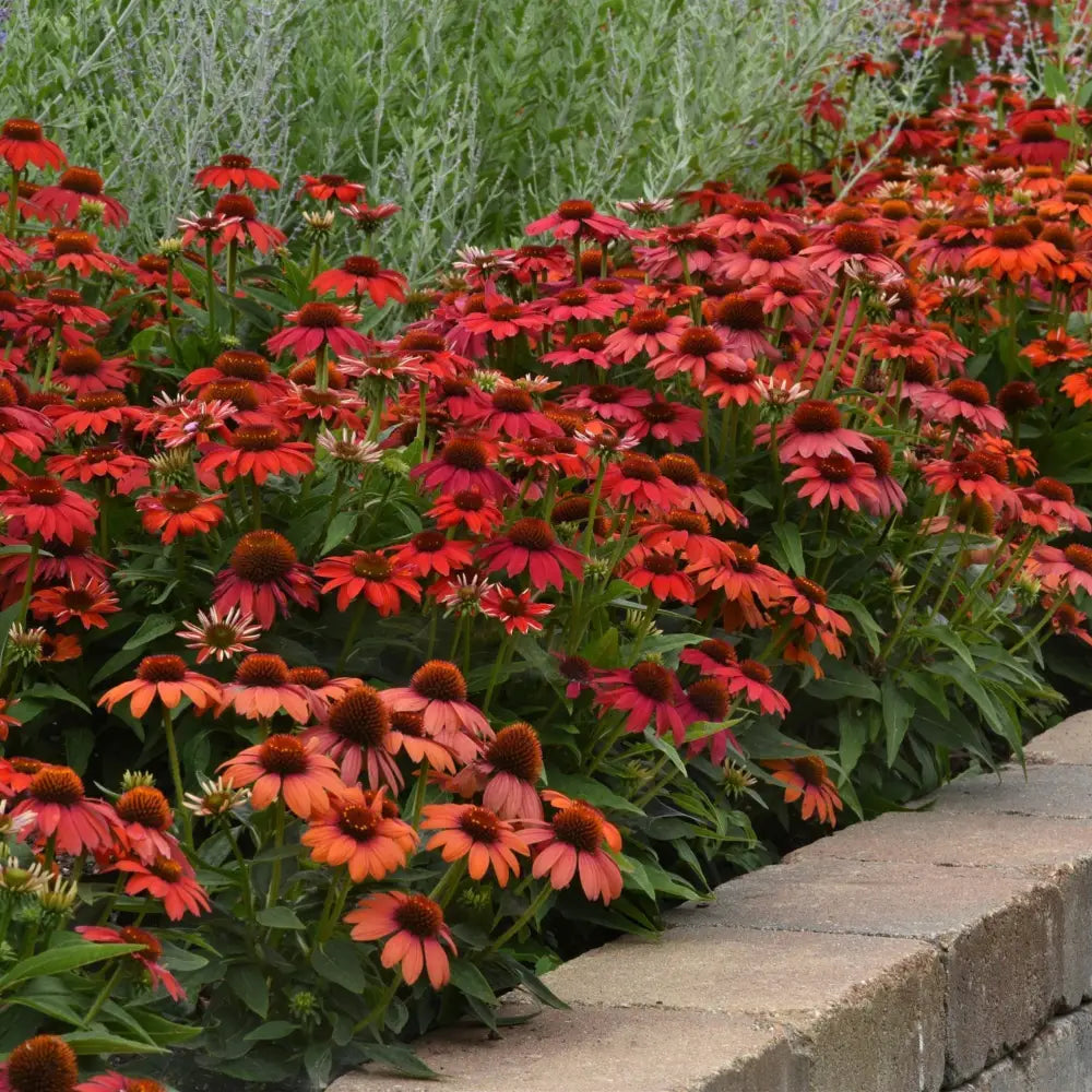 Artisan™ Red Ombre Coneflower Perennial