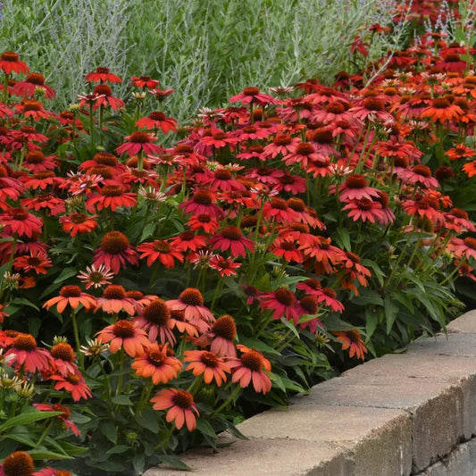 Artisan™ Red Ombre Coneflower Perennial