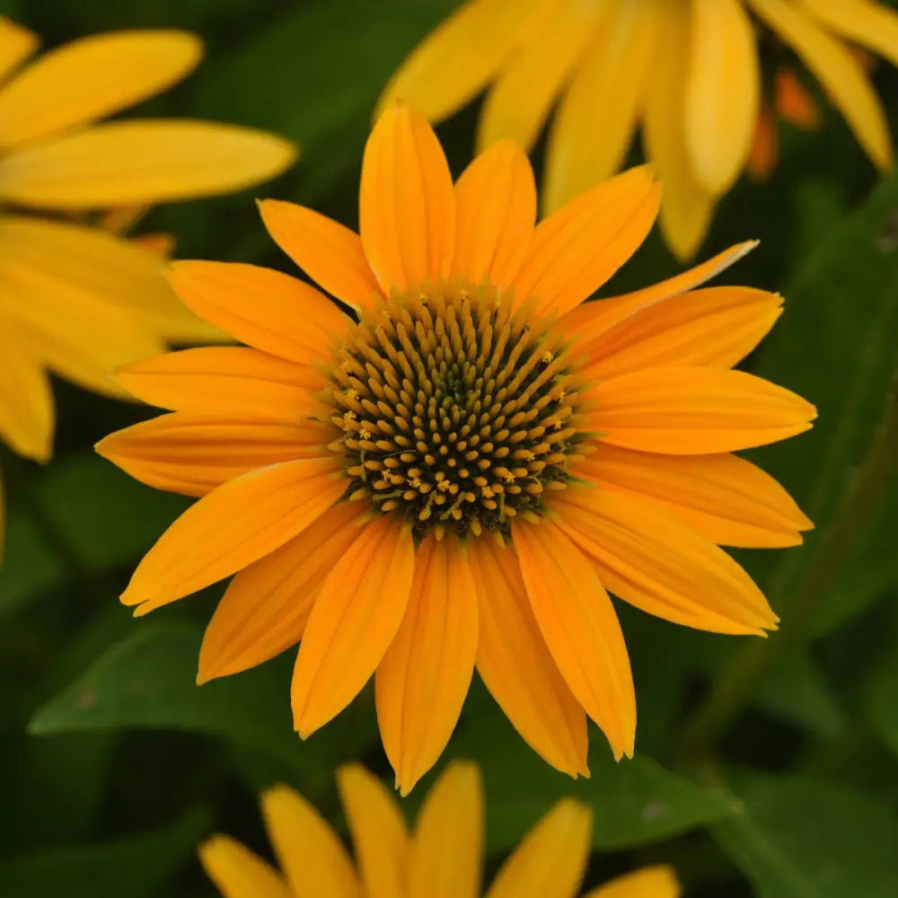 Artisan™ Yellow Ombre Coneflower Perennial