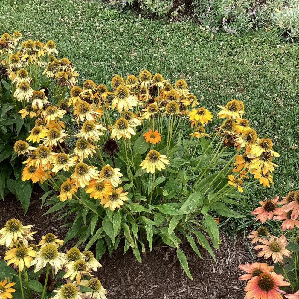 Artisan™ Yellow Ombre Coneflower Perennial