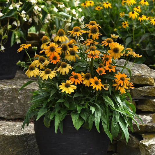 Artisan™ Yellow Ombre Coneflower Perennial