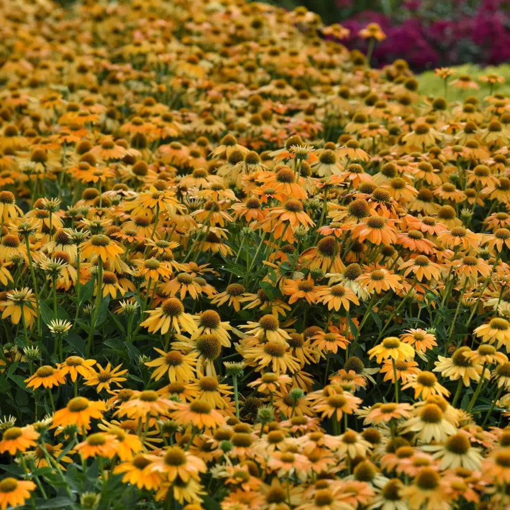 Artisan™ Yellow Ombre Coneflower Perennial