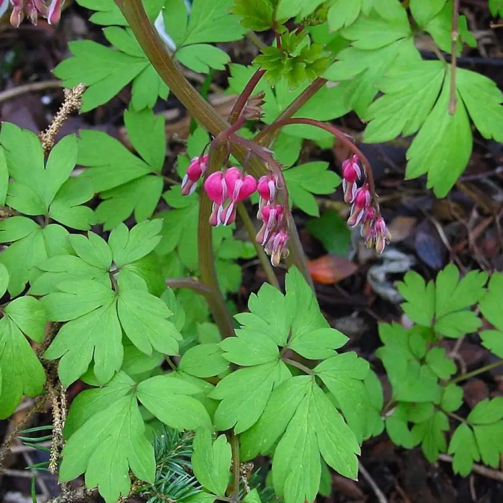 Asian Bleeding Heart Perennial