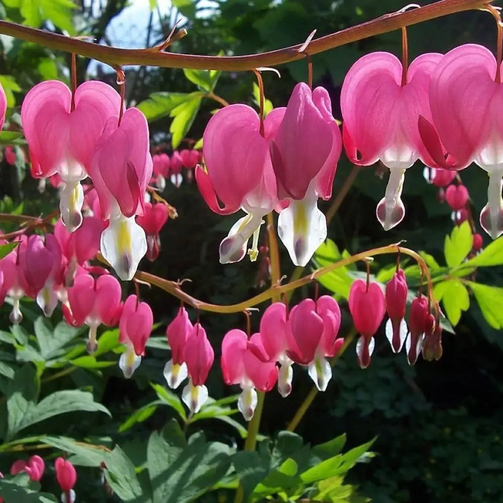 Asian Bleeding Heart Perennial