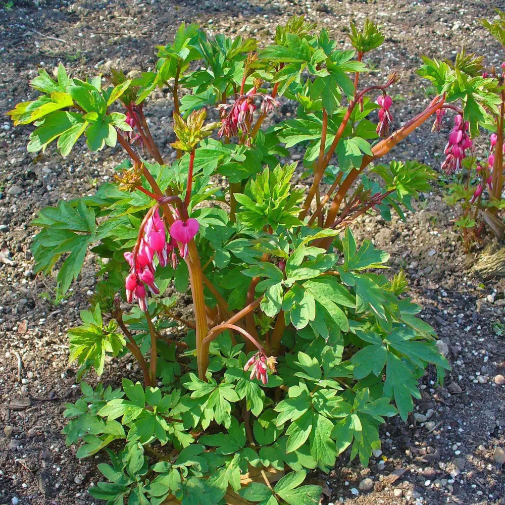 Asian Bleeding Heart Perennial