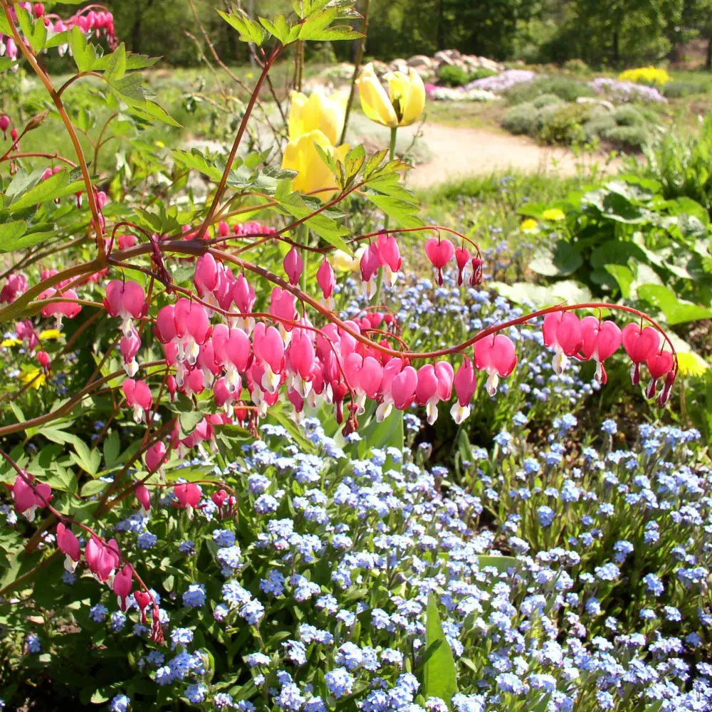 Asian Bleeding Heart Perennial