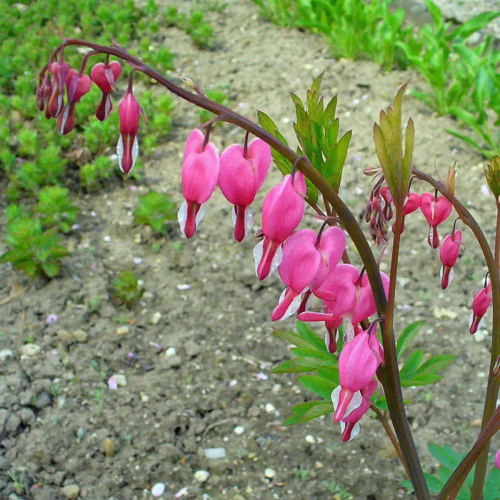 Asian Bleeding Heart Perennial