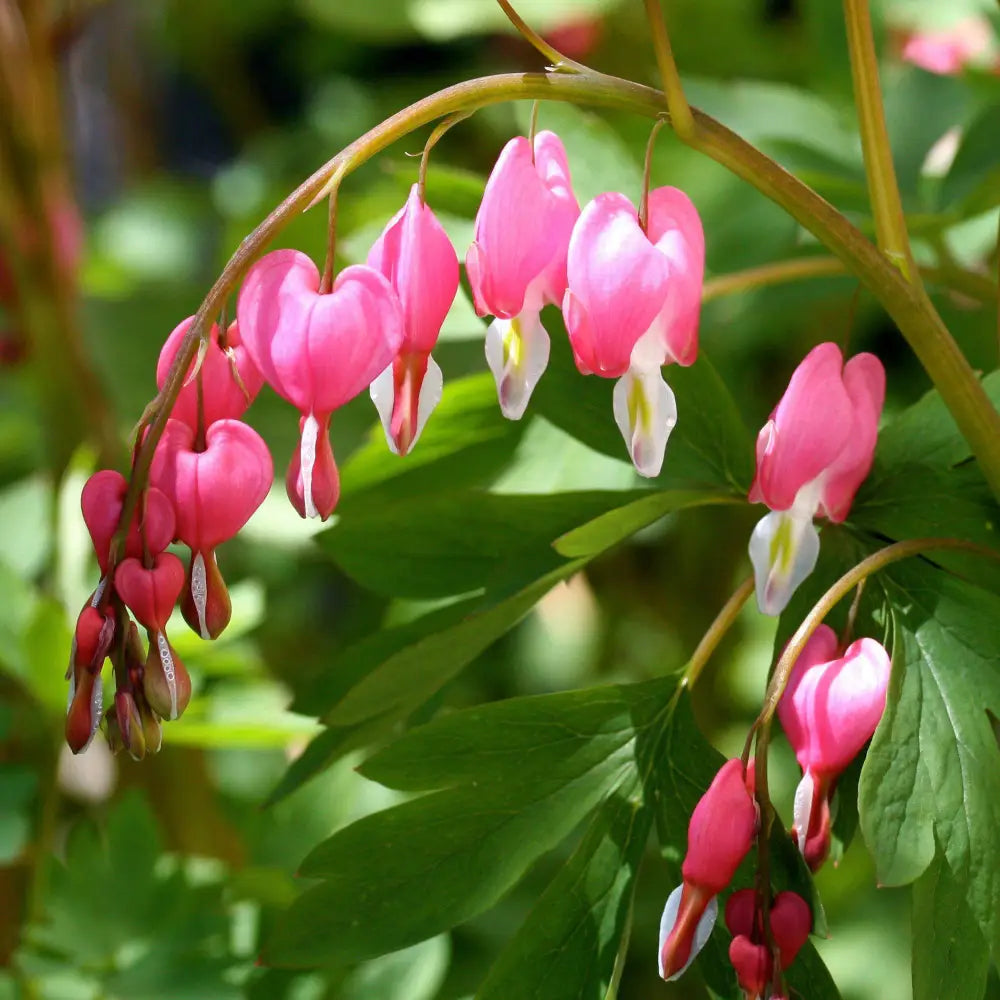 Asian Bleeding Heart Perennial