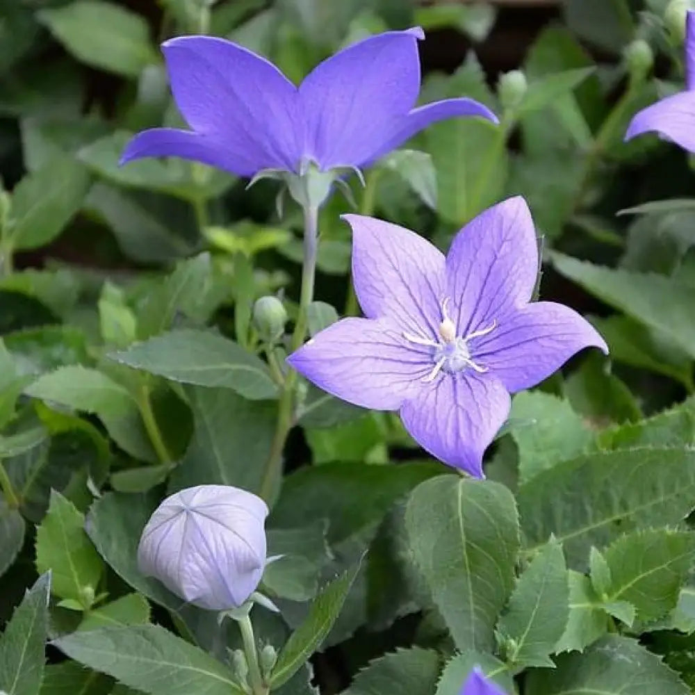 Astra Blue Balloon Flower Perennial