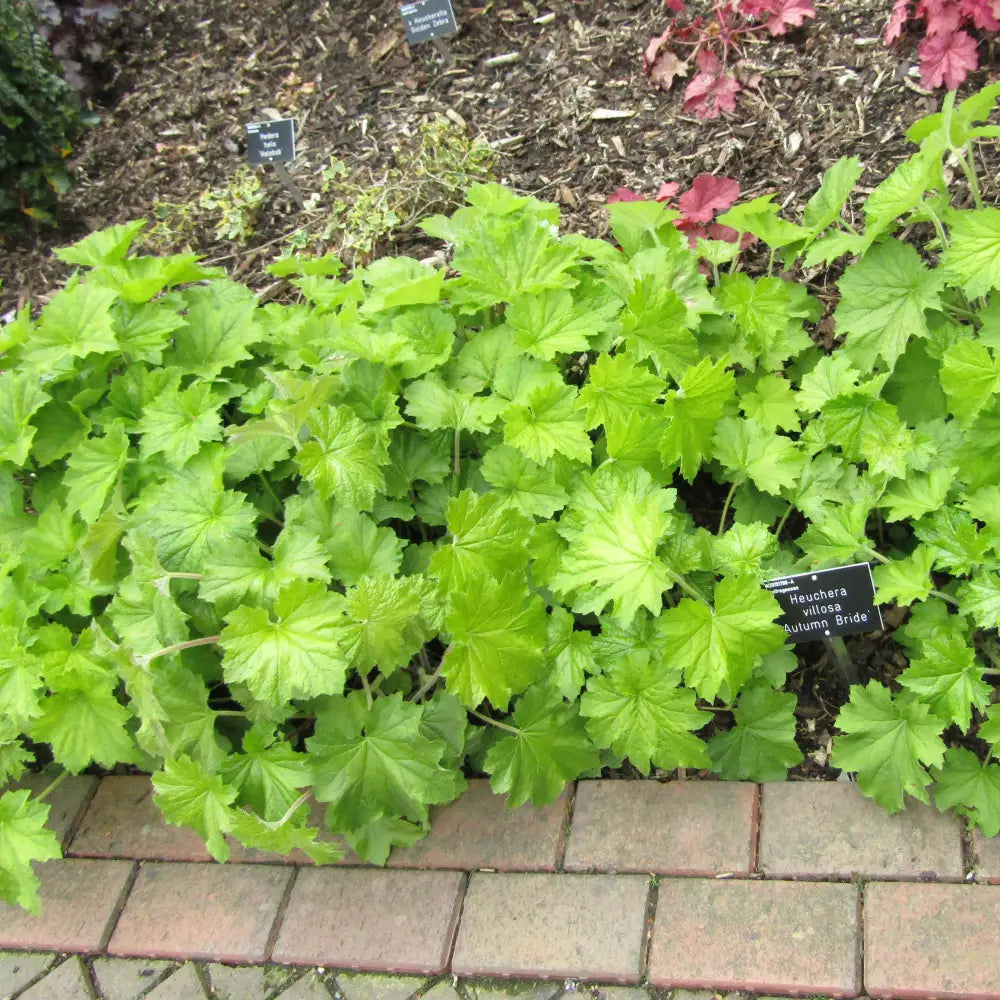 Autumn Bride Coral Bells 1 GALLON Perennial