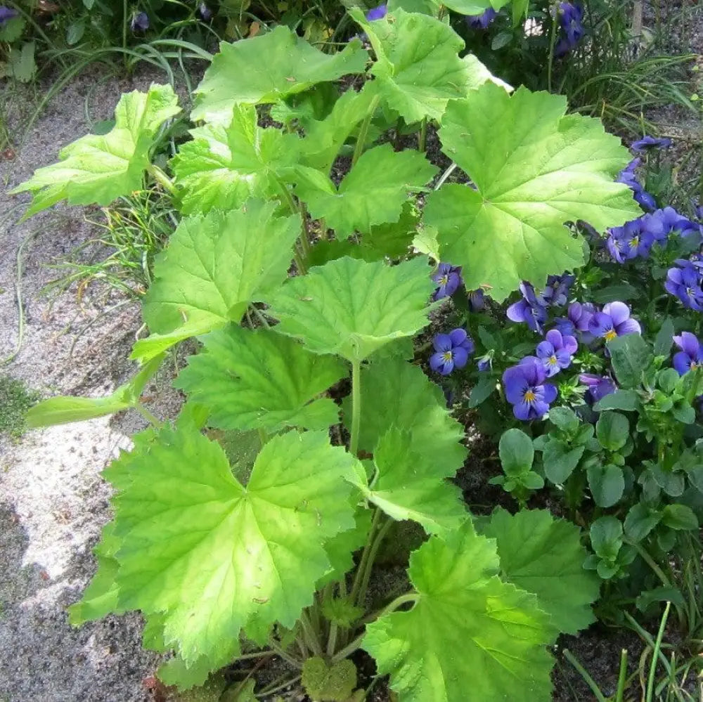 Autumn Bride Coral Bells 1 GALLON Perennial