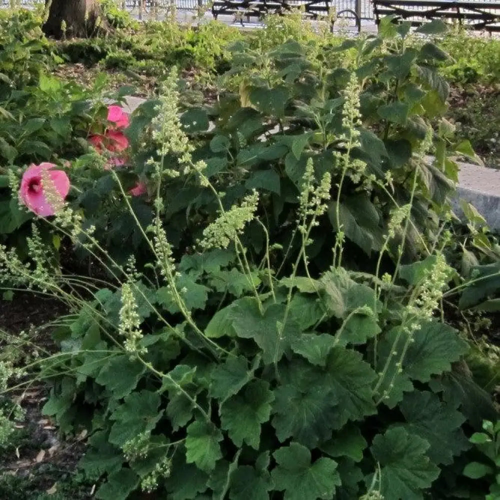 Autumn Bride Coral Bells 1 GALLON Perennial