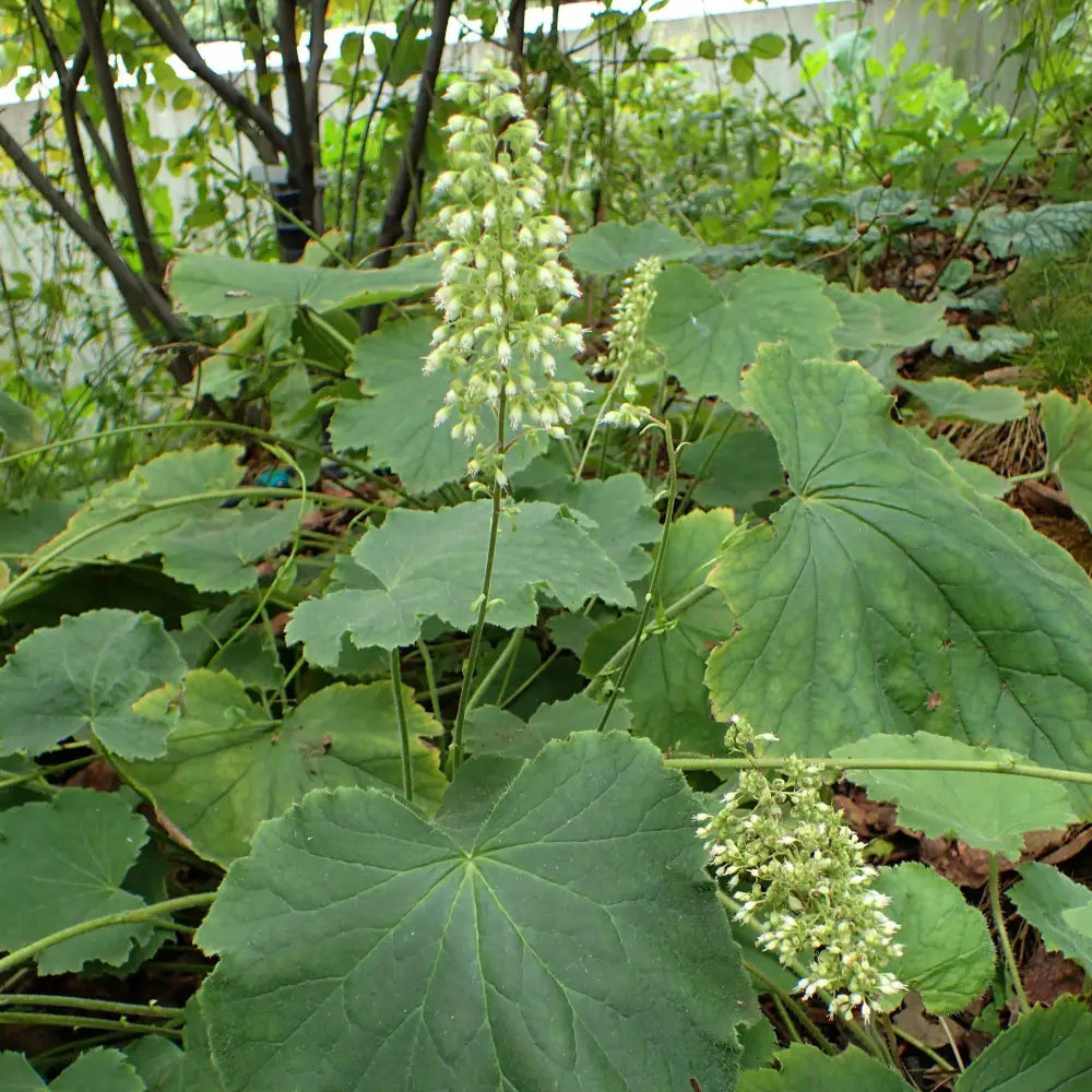 Autumn Bride Coral Bells 1 GALLON Perennial