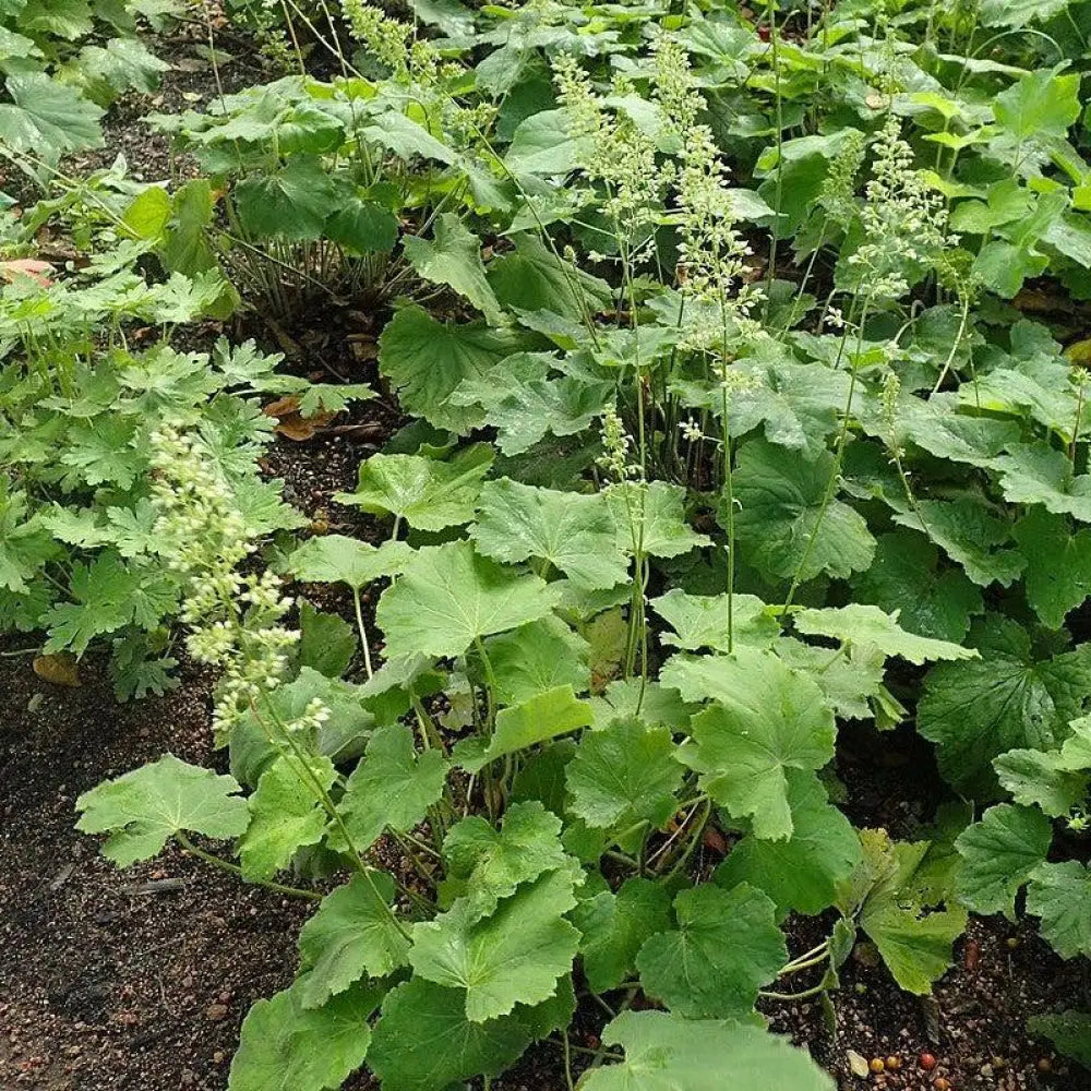 Autumn Bride Coral Bells 1 GALLON Perennial