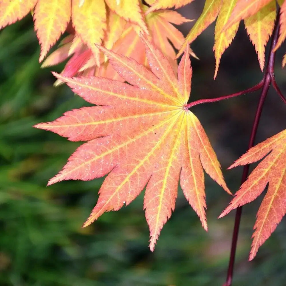 Junoon Maple Autumn Moon Japanese Maple – Sam Bridge at Home