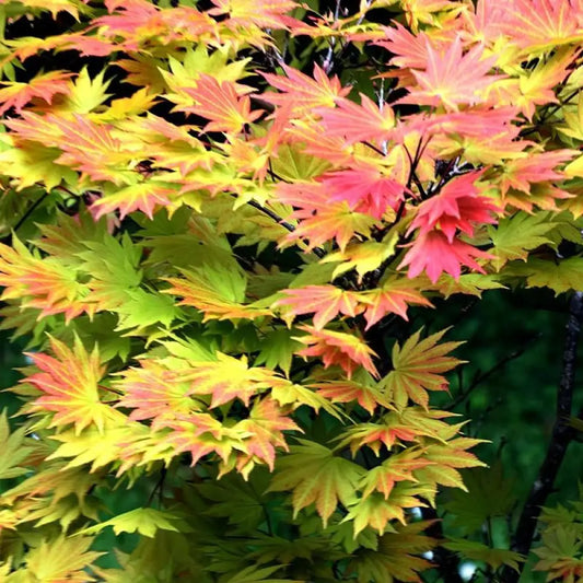 Autumn Moon Japanese Maple 3 GALLON Tree