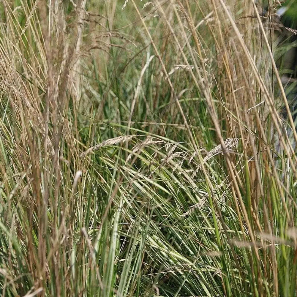 Avalanche Feather Reed Grass 2 GALLON Ornamental Grass