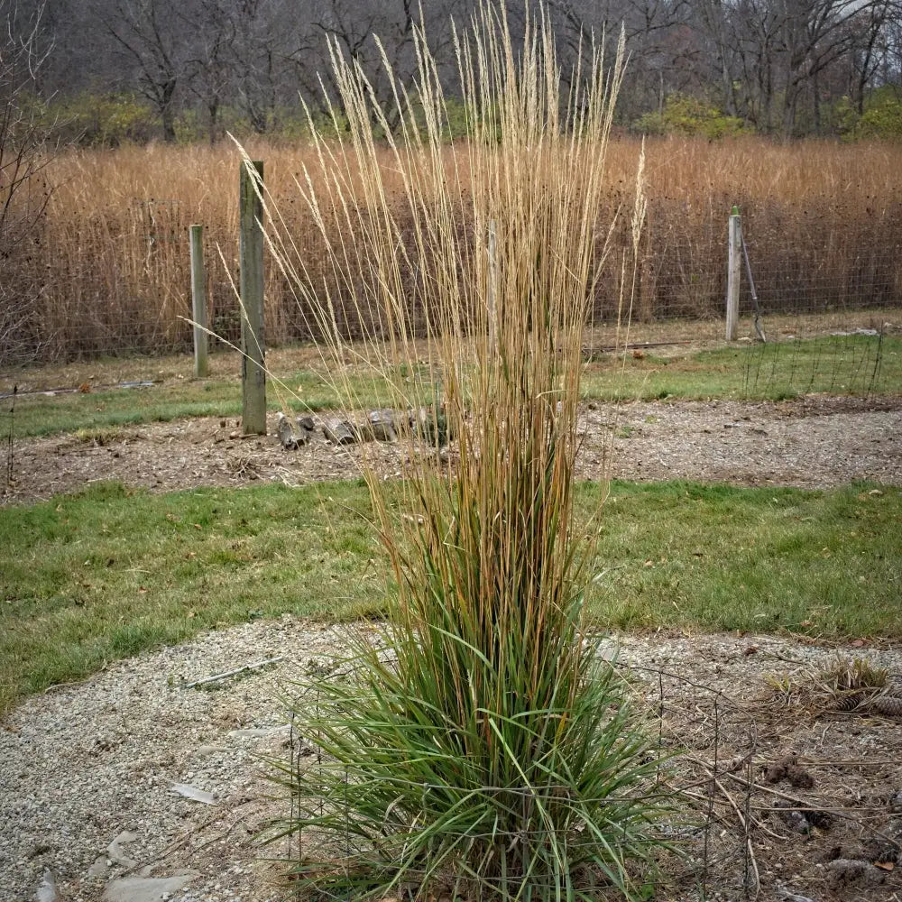 Avalanche Feather Reed Grass 2 GALLON Ornamental Grass