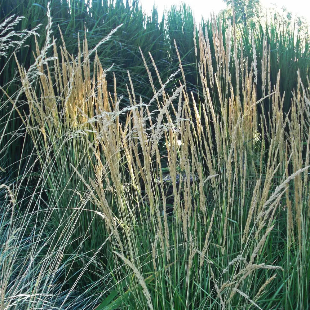 Avalanche Feather Reed Grass 2 GALLON Ornamental Grass