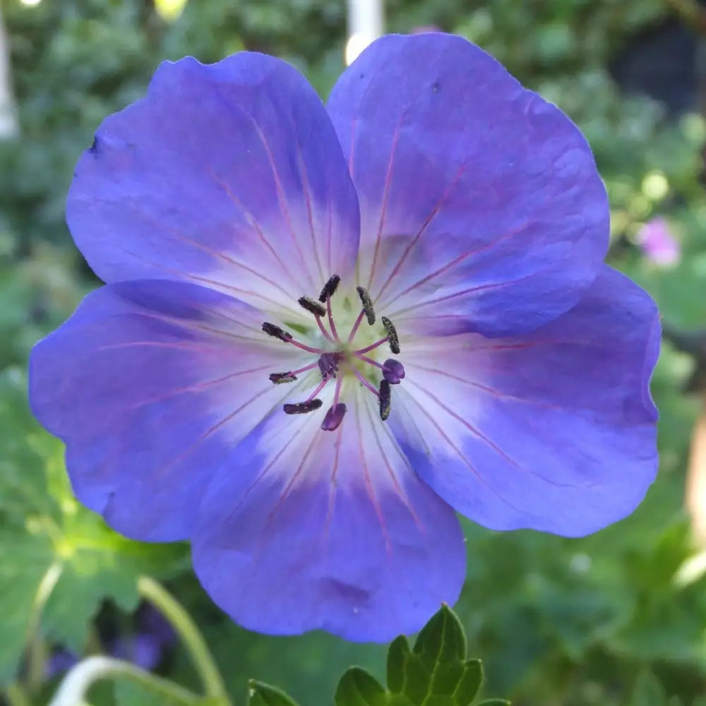 Azure Rush Cranesbill 1 GALLON Perennial