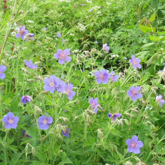 Azure Rush Cranesbill 1 GALLON Perennial