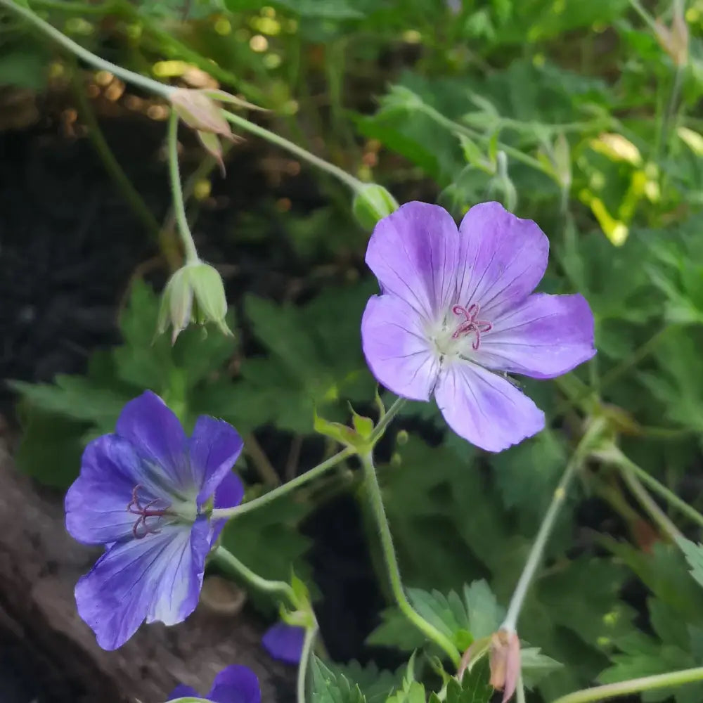 Azure Rush Cranesbill 1 GALLON Perennial