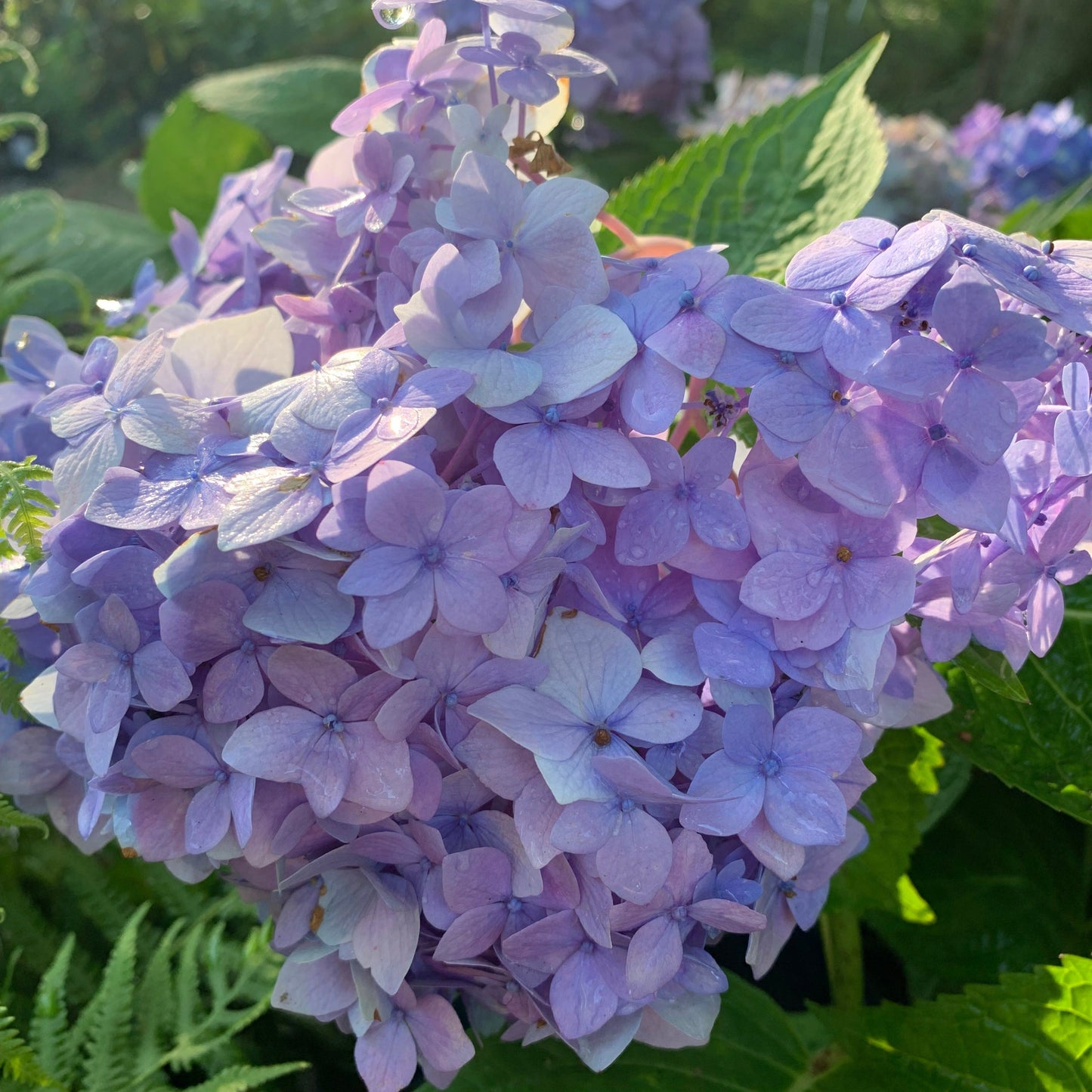 Endless Summer® The Original Hydrangea