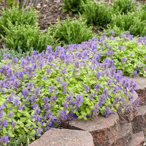 Nepeta x faassenii 'Lemon Purrfect'  - Lemon Purrfect Catmint