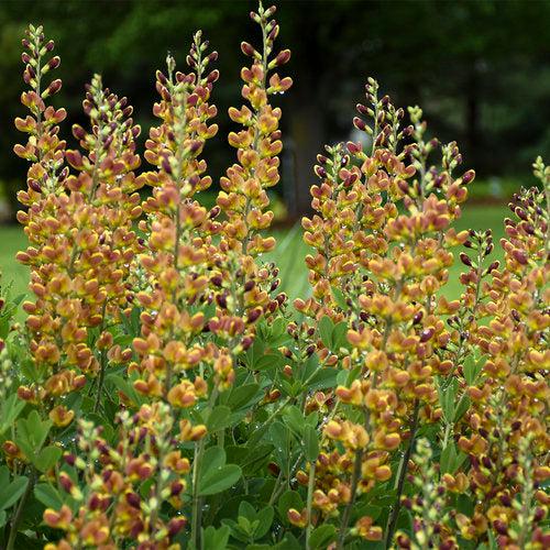Baptisia 'Cherries Jubilee'  - Decadence® Cherries Jubilee Baptisia