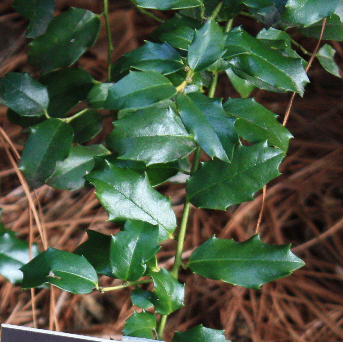 China Girl® Holly