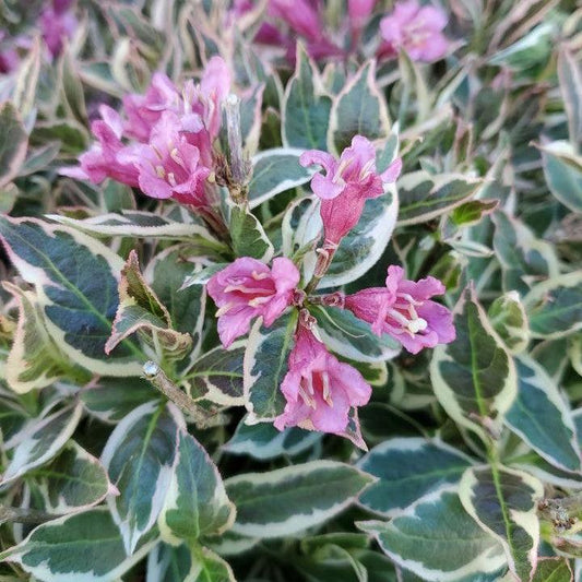 Weigela florida 'Verweig8' PP 30,064  - My Monet Purple Effect® Weigela