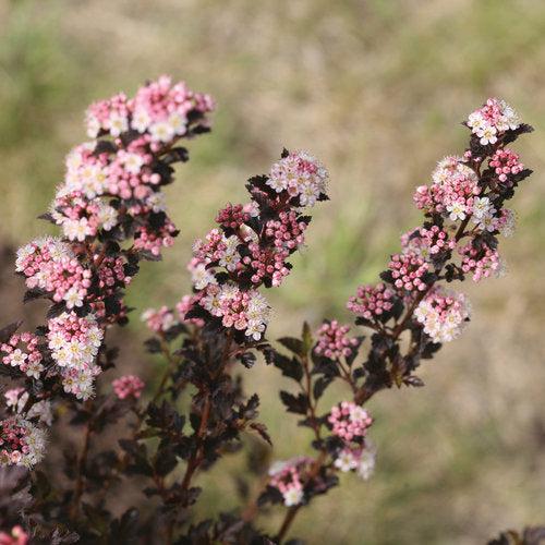 Tiny Wine® Ninebark