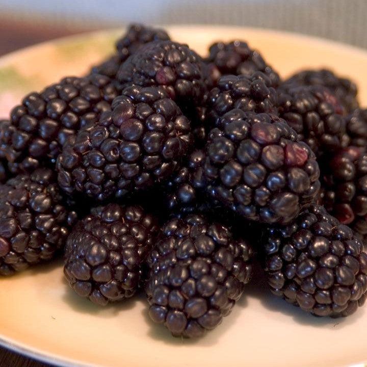 Rubus 'Bristol'  - Bristol Black Raspberry